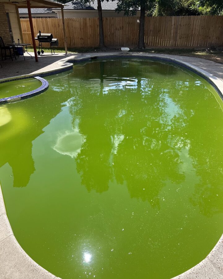 Green algae pool before Neptune green-to-clean recovery in Tampa, FL